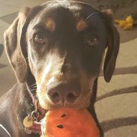 Capstone Veterinary Care ico