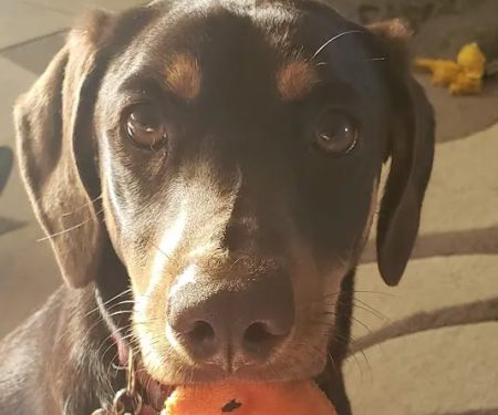 Capstone Veterinary Care