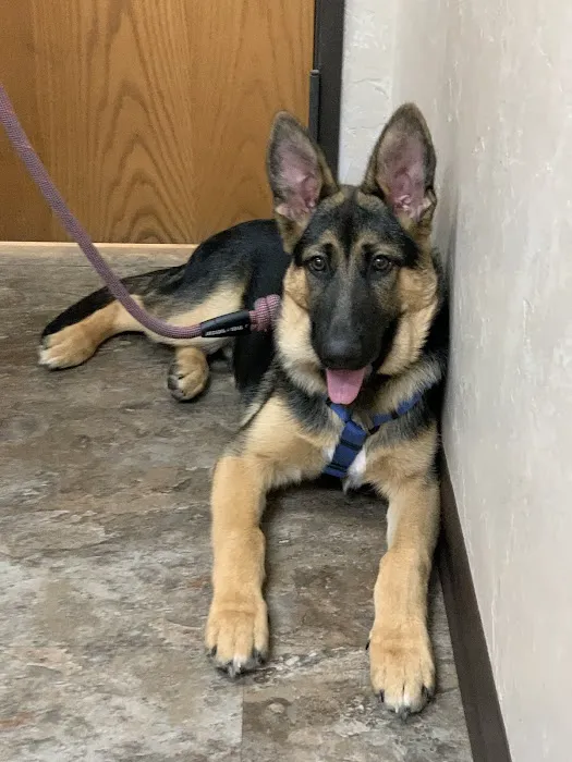 Capstone Veterinary Care Picture 6