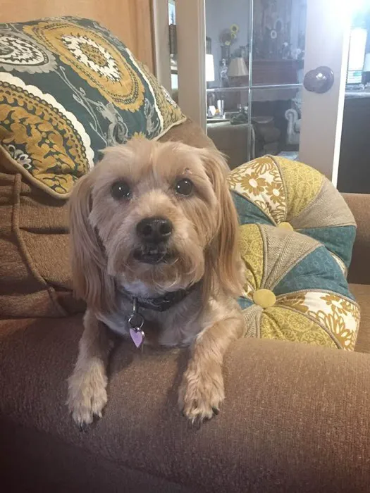 Capstone Veterinary Care Picture 8