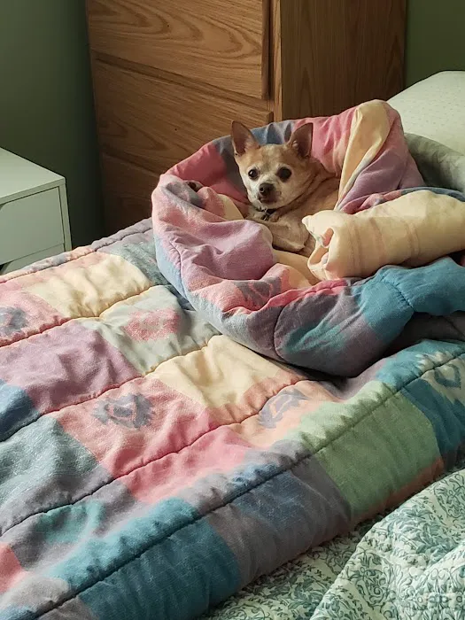 Capstone Veterinary Care Picture 10