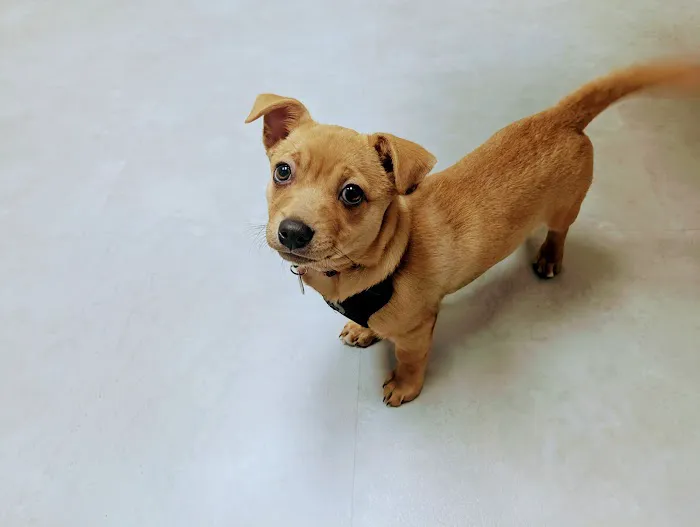 CityVet | West Moore Veterinary Clinic & Urgent Care Picture 3