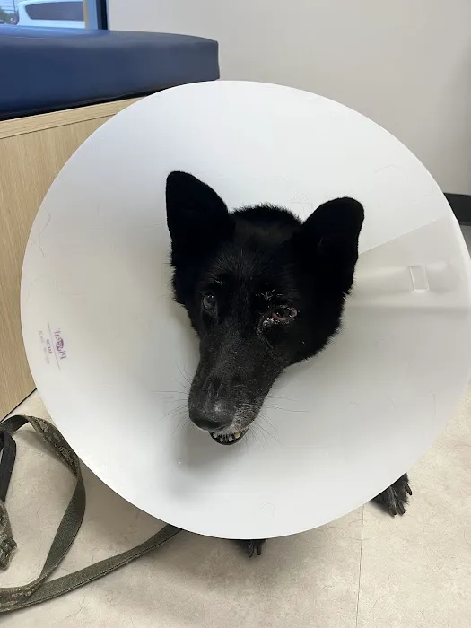 CityVet | West Moore Veterinary Clinic & Urgent Care Picture 2