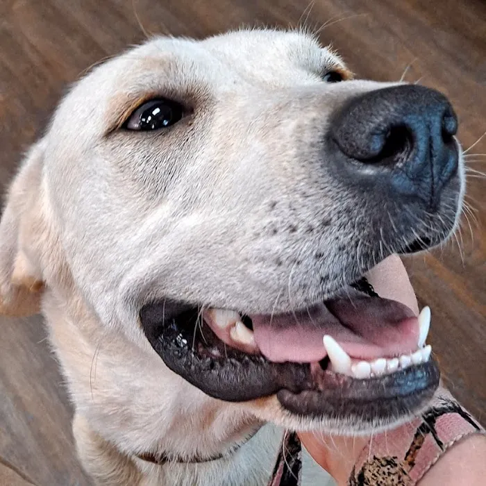 CityVet | West Moore Veterinary Clinic & Urgent Care Picture 6