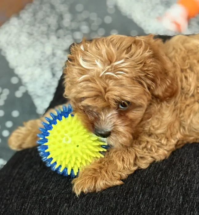 CityVet | West Moore Veterinary Clinic & Urgent Care Picture 4