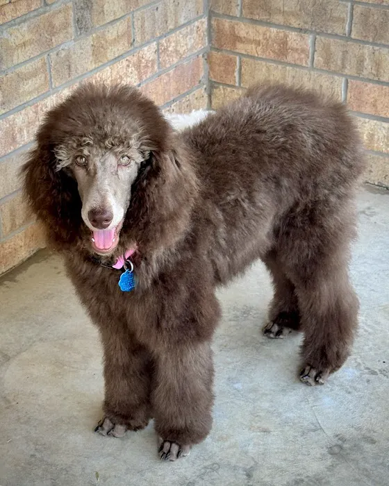 CityVet | West Moore Veterinary Clinic & Urgent Care Picture 5