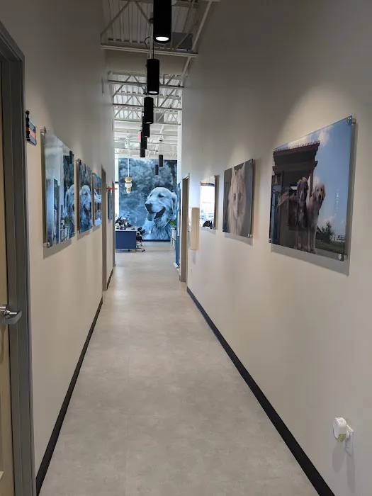 CityVet | West Moore Veterinary Clinic & Urgent Care Picture 8