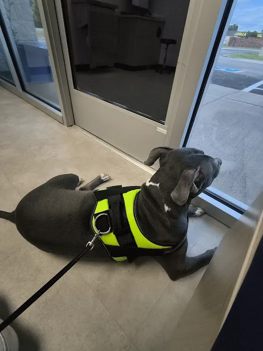 CityVet | West Moore Veterinary Clinic & Urgent Care Picture 9