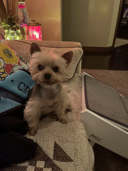 CityVet | West Moore Veterinary Clinic & Urgent Care Picture 7