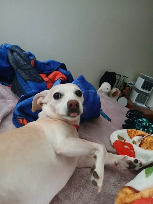 CityVet | West Moore Veterinary Clinic & Urgent Care Picture 10