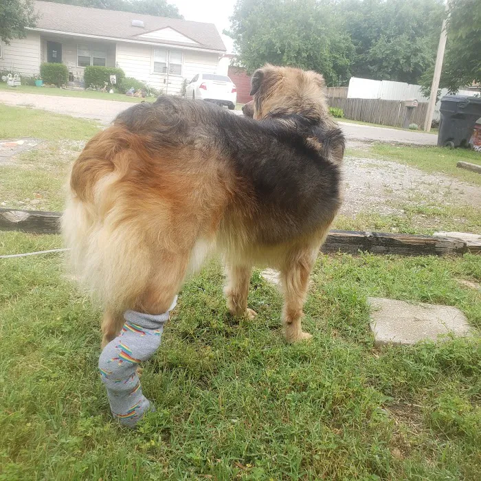 Green Briar Animal Hospital Picture 2