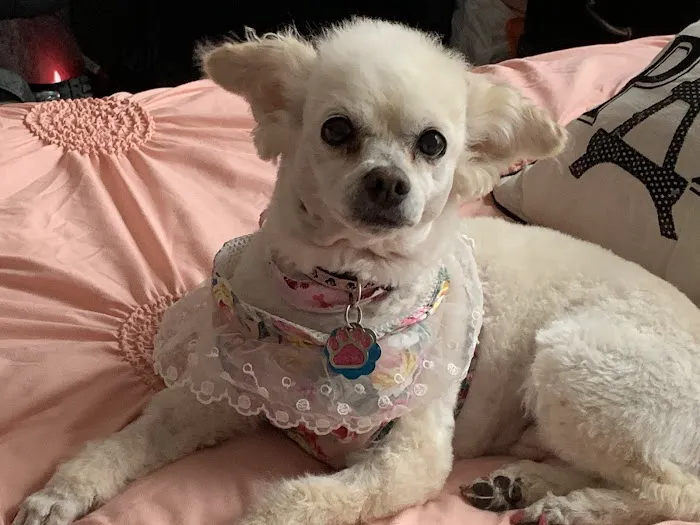 Green Briar Animal Hospital Picture 1