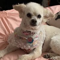 Green Briar Animal Hospital ico