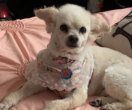 Green Briar Animal Hospital