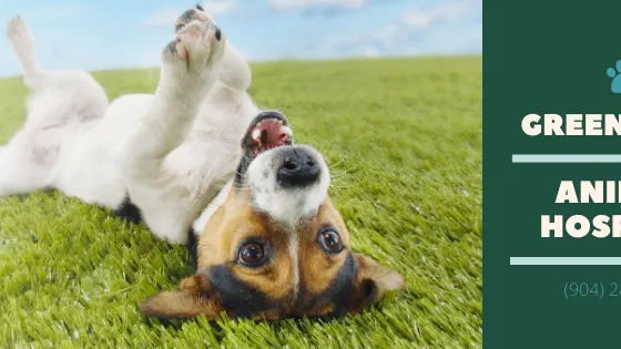 Green Briar Animal Hospital Picture 5