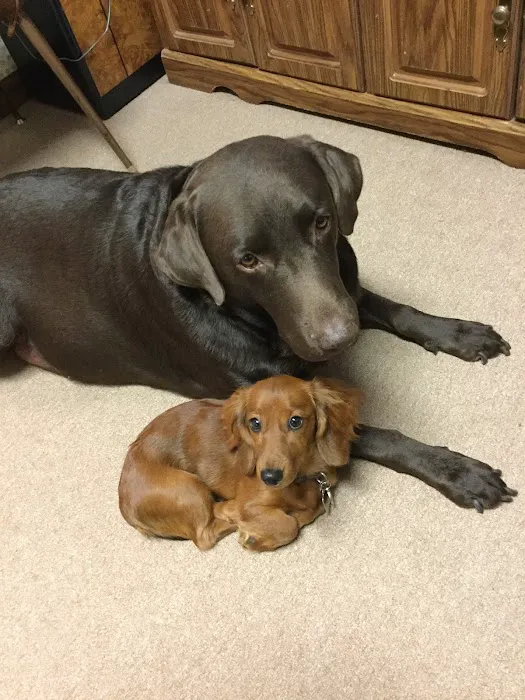 Green Briar Animal Hospital Picture 8