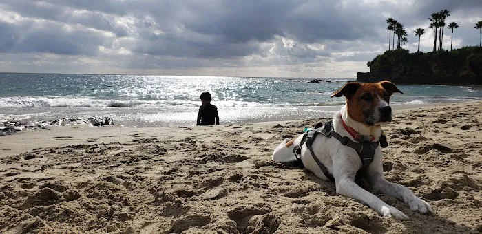 Penn South Pet Clinic Picture 1