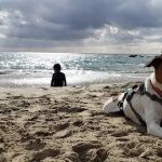 Penn South Pet Clinic