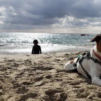 Penn South Pet Clinic ico