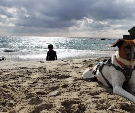 Penn South Pet Clinic