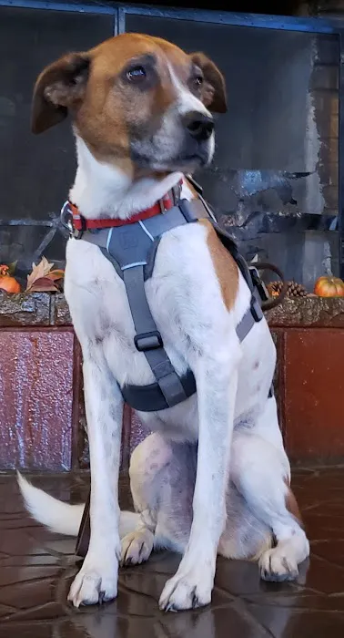 Penn South Pet Clinic Picture 2