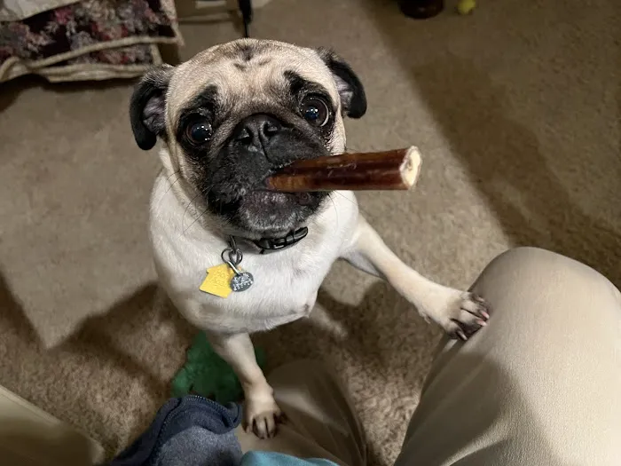 Penn South Pet Clinic Picture 8