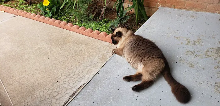 Penn South Pet Clinic Picture 6