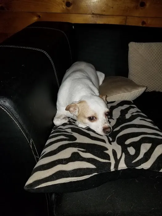 Penn South Pet Clinic Picture 10