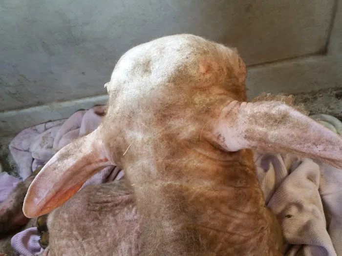 Hilltop Animal Health P.C. Picture 3