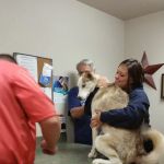 Hilltop Animal Health P.C.