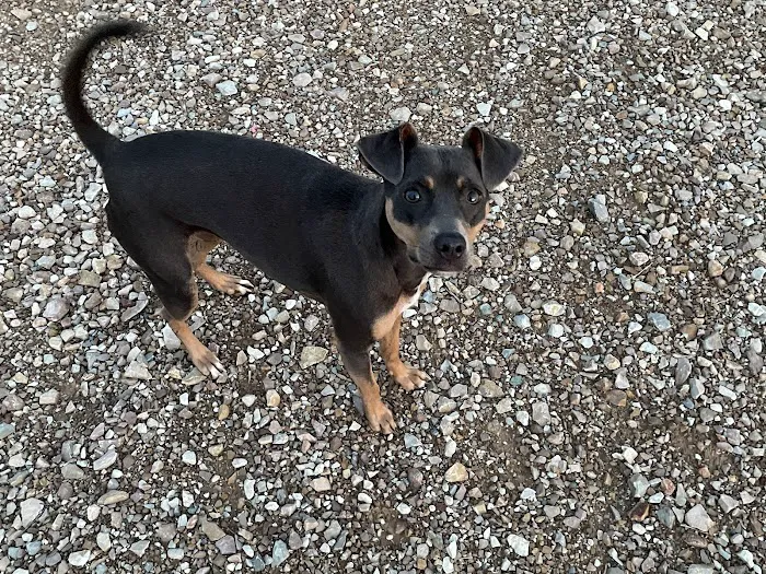 Hilltop Animal Health P.C. Picture 6