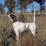 Arbuckle Veterinary Clinic