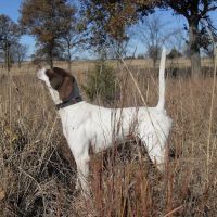 Arbuckle Veterinary Clinic ico