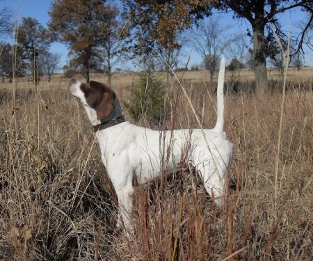 Arbuckle Veterinary Clinic