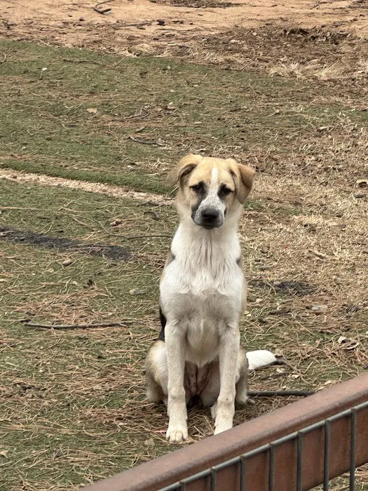 Arbuckle Veterinary Clinic Picture 4