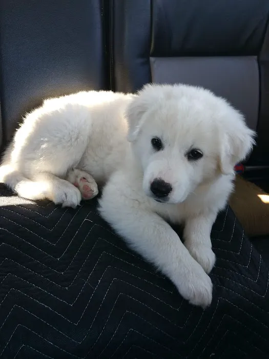 Arbuckle Veterinary Clinic Picture 8