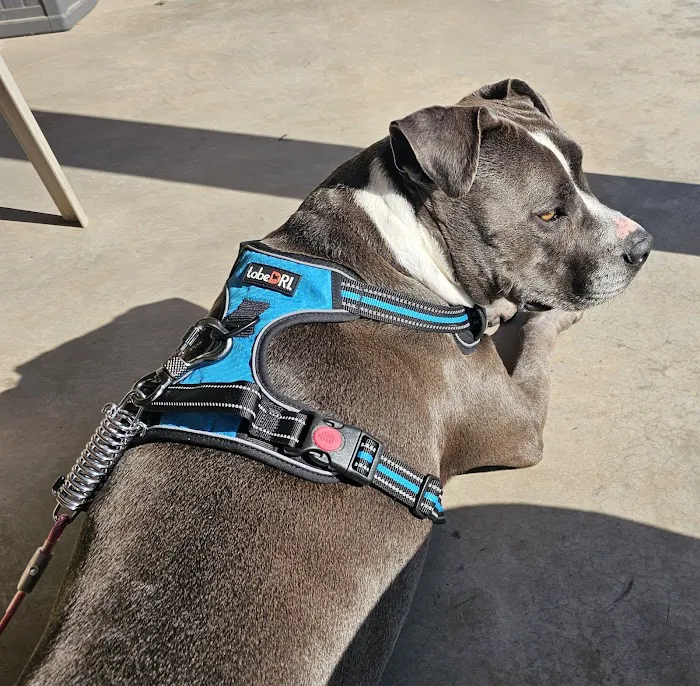 Newcastle Animal Hospital Picture 2