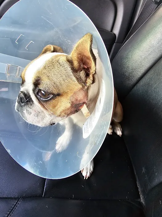 Newcastle Animal Hospital Picture 1