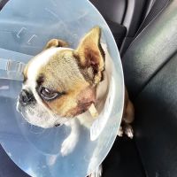 Newcastle Animal Hospital ico