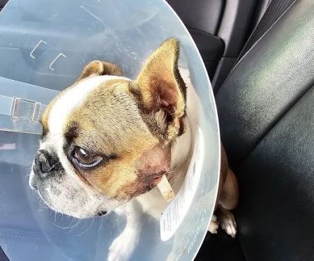 Newcastle Animal Hospital