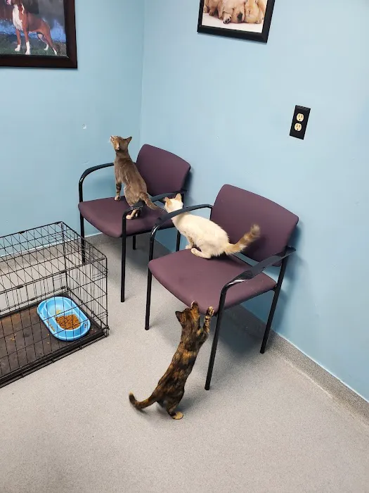 Newcastle Animal Hospital Picture 9