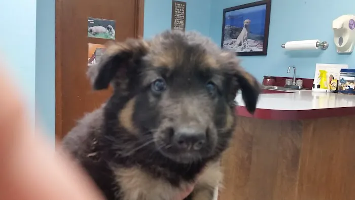 Newcastle Animal Hospital Picture 7