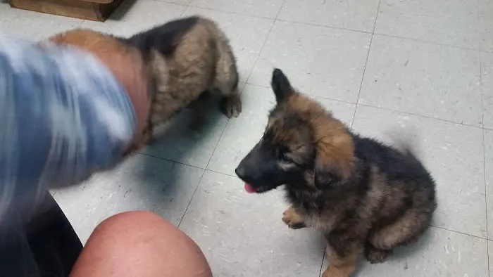 Newcastle Animal Hospital Picture 8