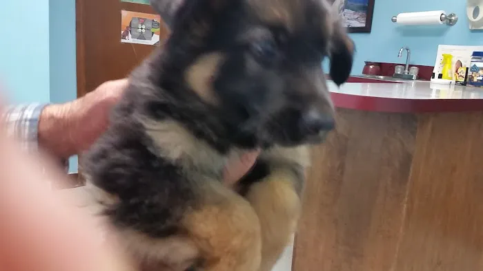 Newcastle Animal Hospital Picture 6