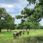 Professional Animal Health Center