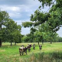 Professional Animal Health Center ico