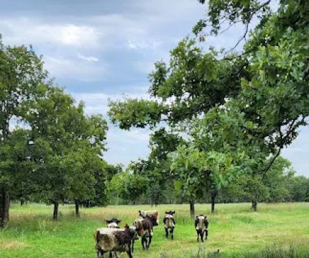 Professional Animal Health Center
