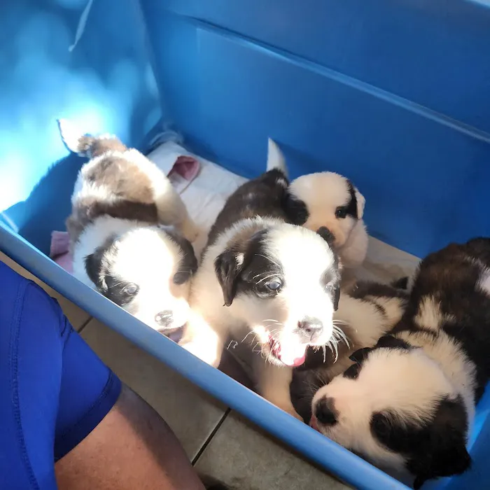 Maness Veterinary Services Picture 2