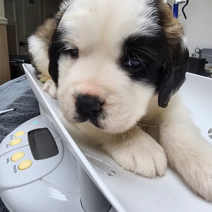 Maness Veterinary Services Picture 5