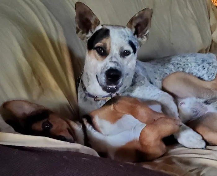 Maness Veterinary Services Picture 9